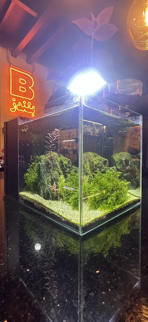 Blendz aquarium